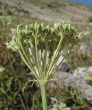 Image of taxon representative. Author is Геннадий Окатов