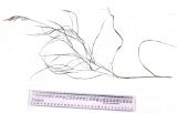 Calamagrostis angustifolia