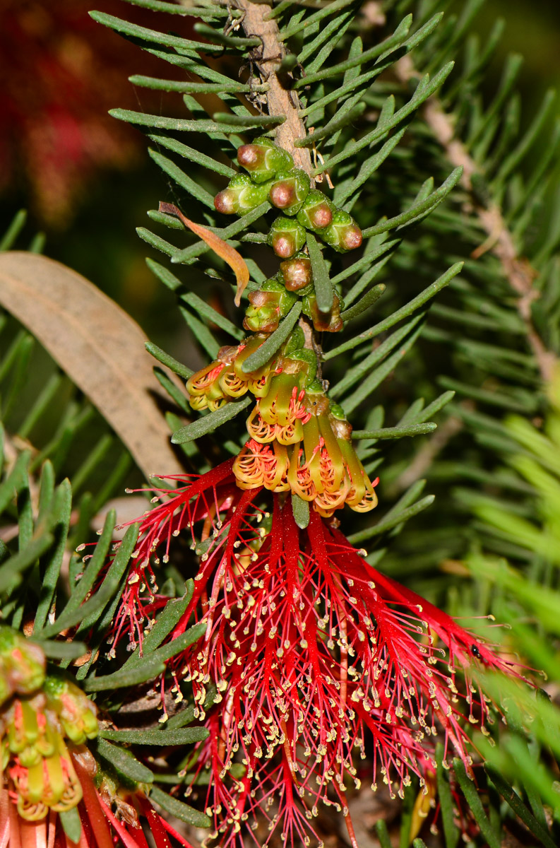 Изображение особи Calothamnus quadrifidus.