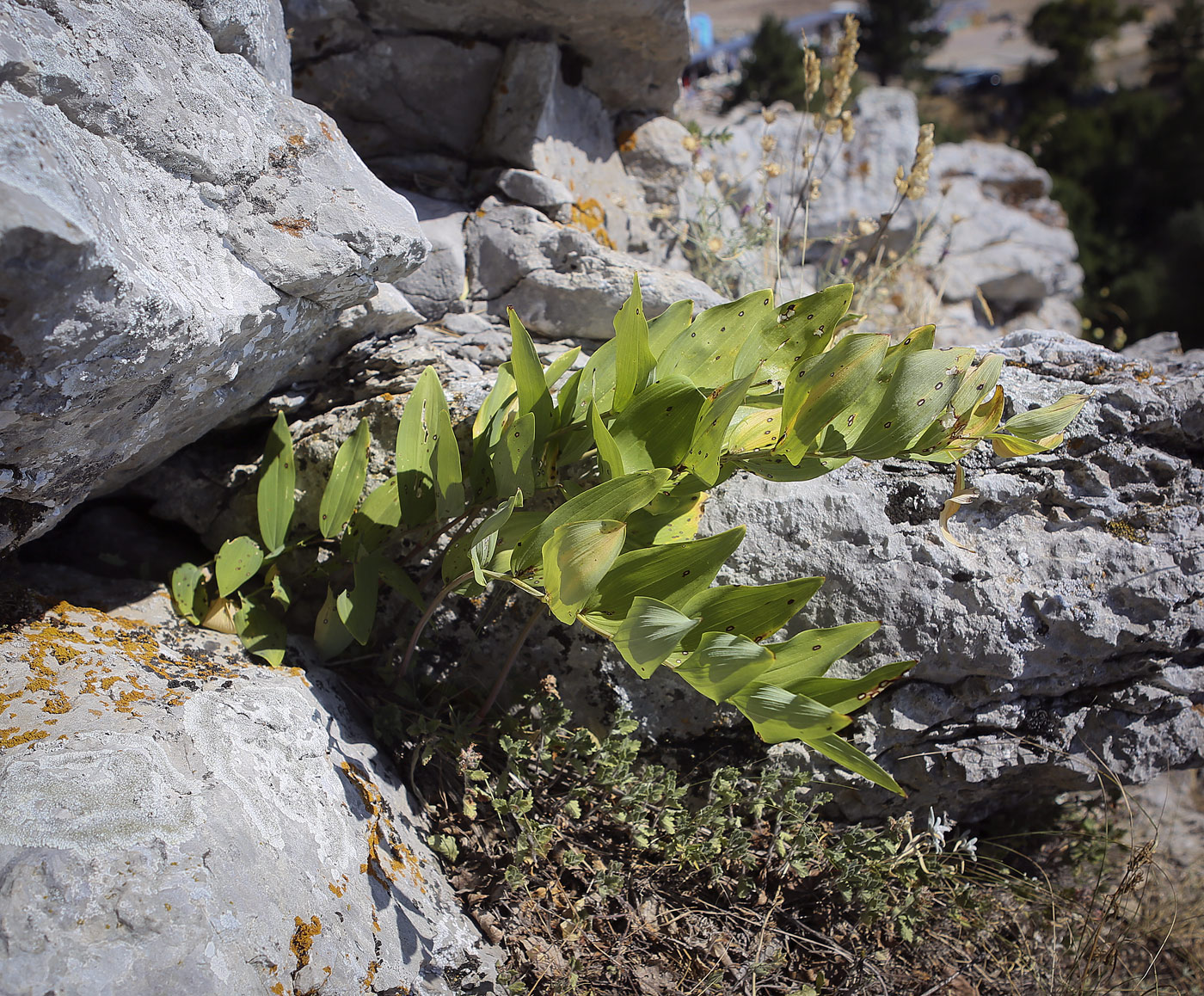 Изображение особи Polygonatum odoratum.