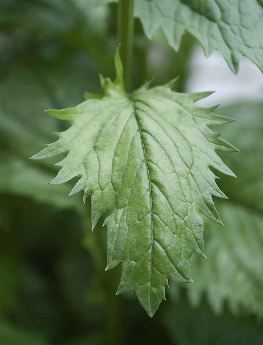 Изображение особи Senecio alpinus.