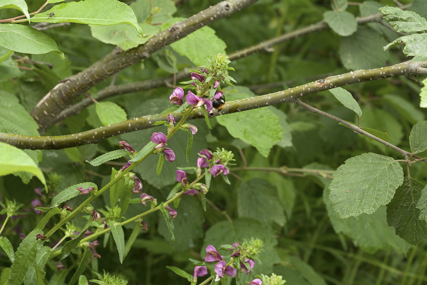 Изображение особи Pedicularis resupinata.