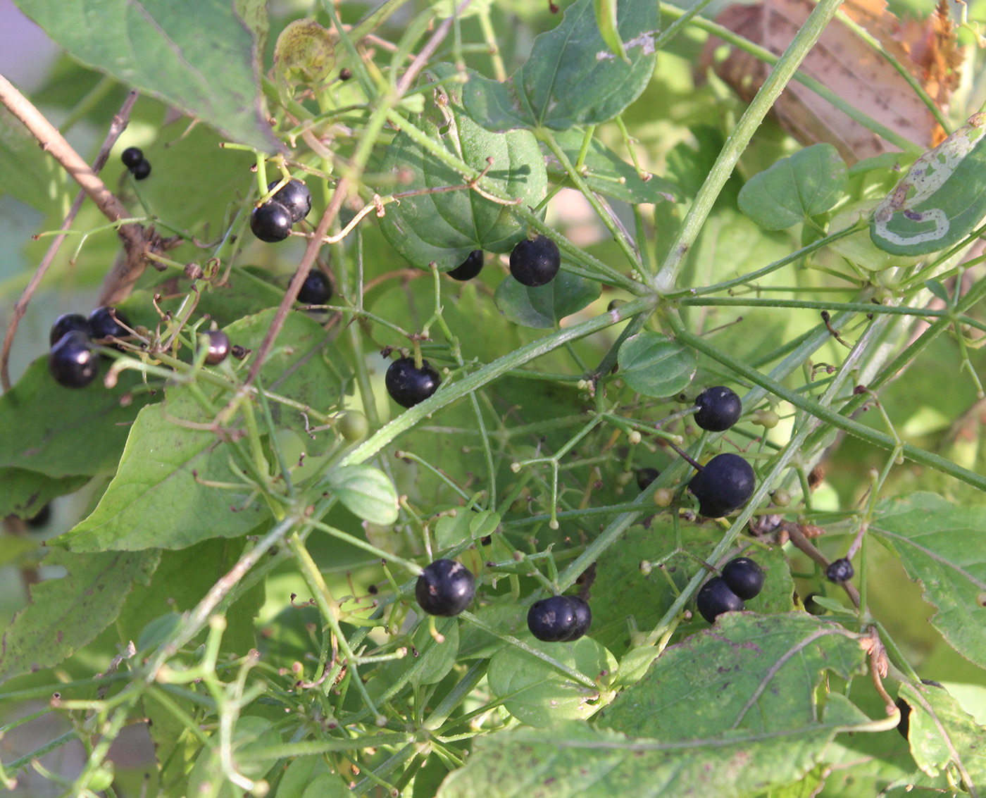 Изображение особи Rubia cordifolia.