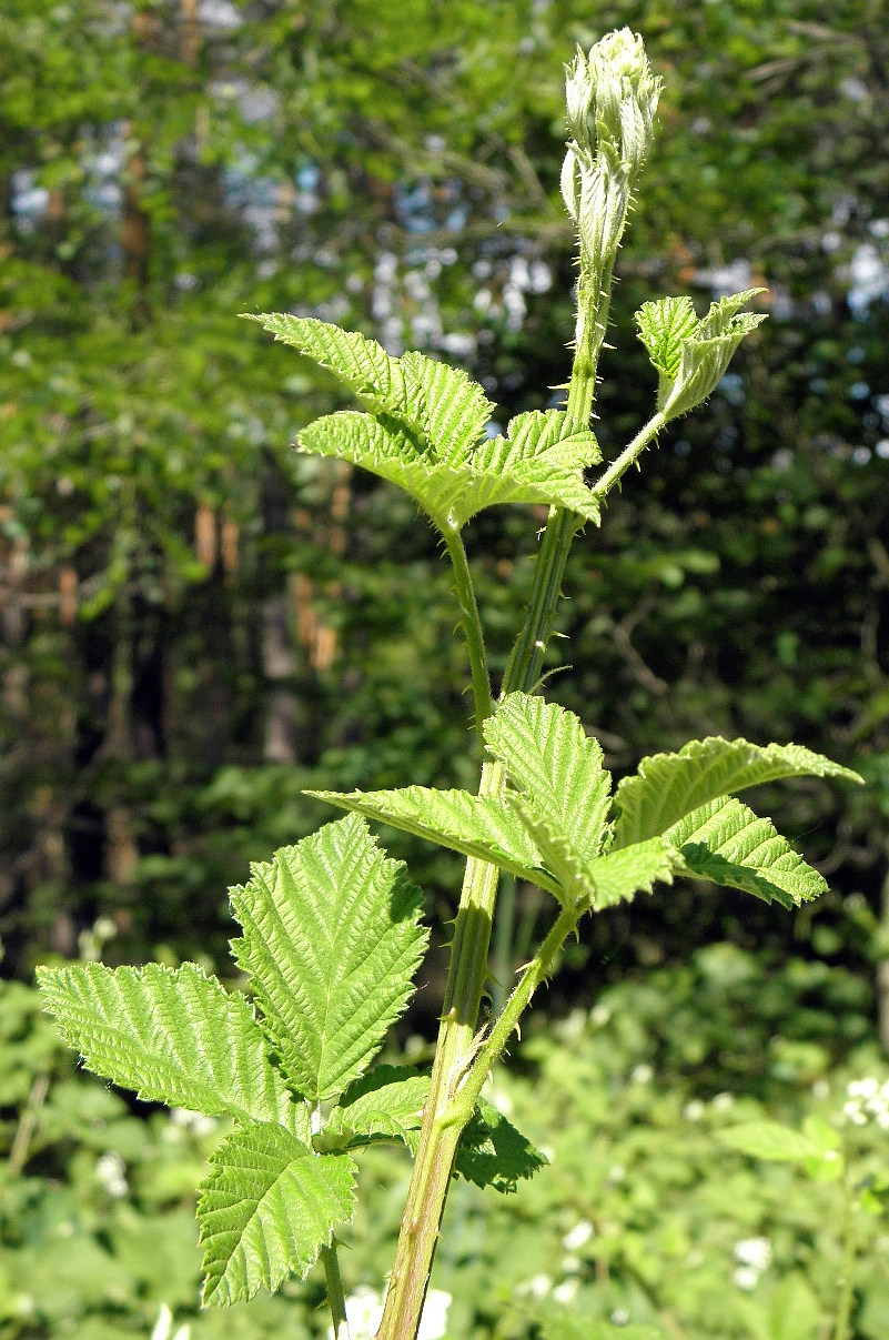 Image of Rubus canescens specimen.