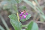 Campylotropis polyantha. Соцветие и листочки сложных листьев. Китай, Юньнань, горы Shibaoshan (Shibao Shan), окр. храма Шицзхон (Shizhong Temple), смешанный лес. 26 октября 2016 г.