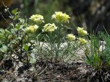 Erysimum flavum