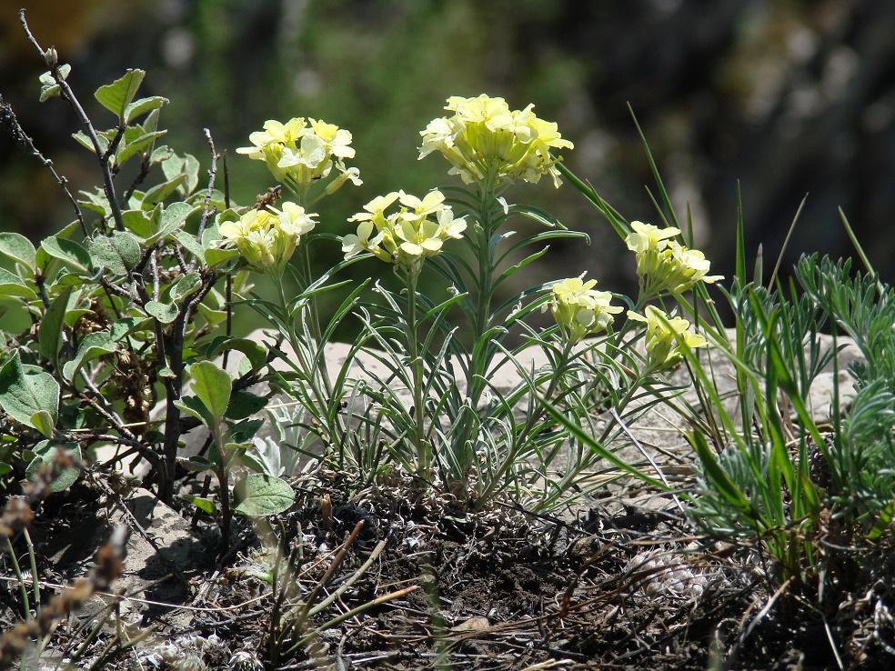 Изображение особи Erysimum flavum.