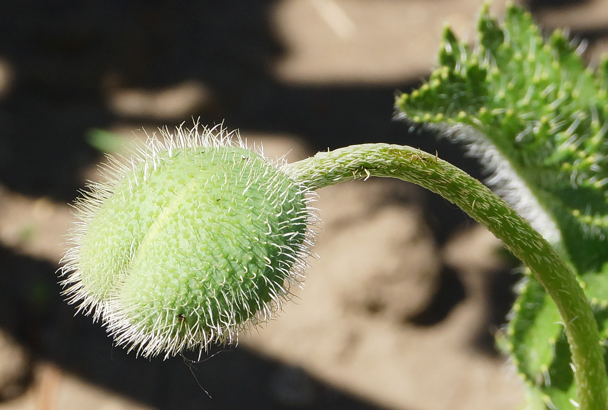 Image of Papaver orientale specimen.