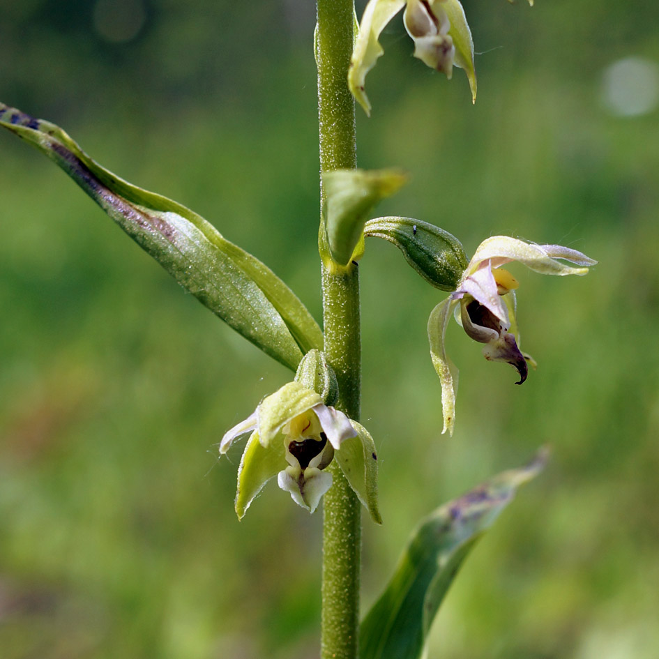 Изображение особи Epipactis helleborine.