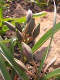 Tulipa ophiophylla subspecies bestashica
