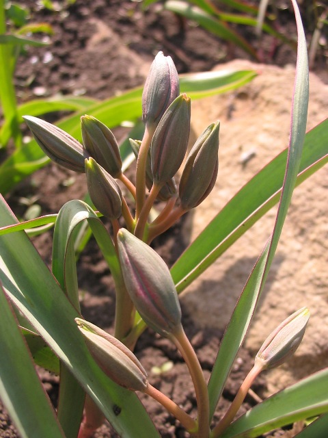 Image of Tulipa ophiophylla ssp. bestashica specimen.