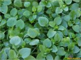 genus Stellaria
