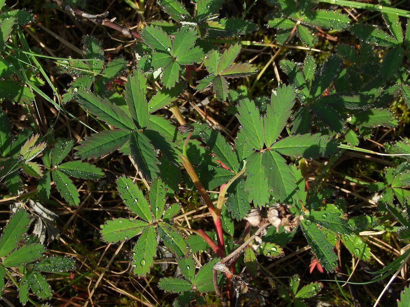 Image of Comarum palustre specimen.