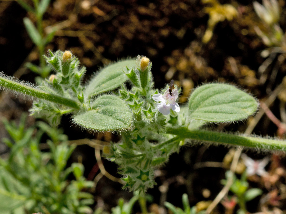 Image of Clinopodium creticum specimen.