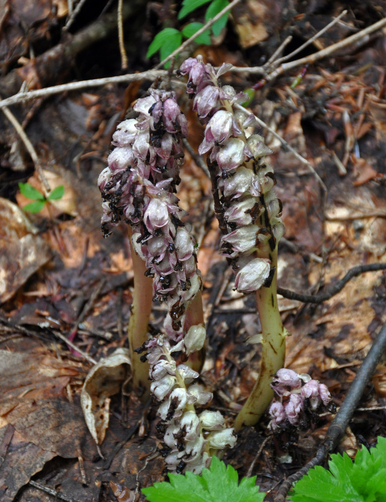 Image of Lathraea squamaria specimen.