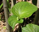 Viola mirabilis. Верхушка побега с плодом. Средний Урал, Пермский край, Кунгурский р-н, окр. с. Филипповка, правый берег р. Сылва, камень Ермак, крутой склон, лес с преобладанием сосны. 16.07.2017.