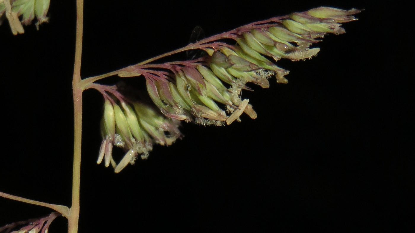Image of Phalaroides arundinacea specimen.