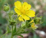 Potentilla longipes