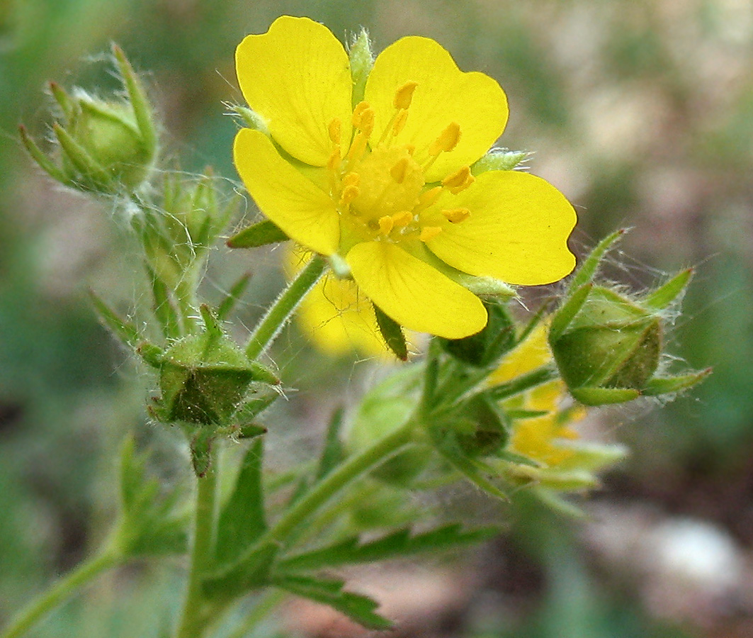 Изображение особи Potentilla longipes.