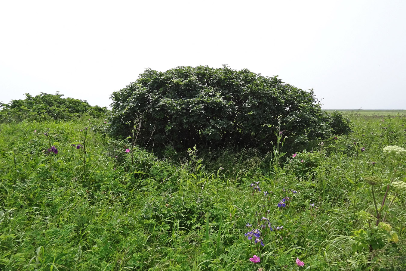 Изображение особи Sorbus sambucifolia.