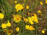 Hieracium umbellatum. Распустившиеся, нераспустившиеся и отцветшие соцветия. Магаданская обл., Ольский р-н, Ольское шоссе, зарастающее поле недалеко от дороги. 30.08.2015.