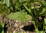 Salvia tesquicola. Нижний лист с галлом(?). Башкортостан, долина р. Юрюзань ниже г. Усть-Катав, склон Жеребчикова гребня, поляна в разреженном смешанном лесу. 11 июня 2017 г.