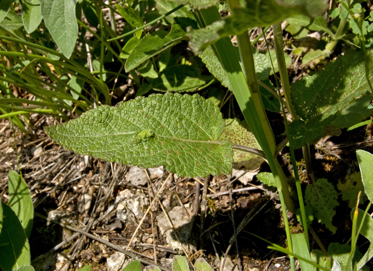 Изображение особи Salvia tesquicola.