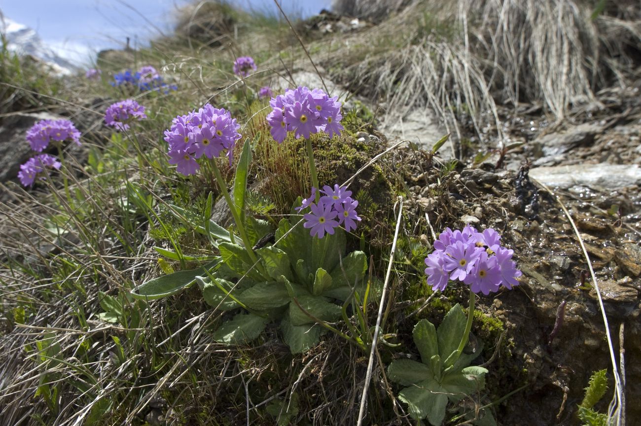 Image of Primula algida specimen.