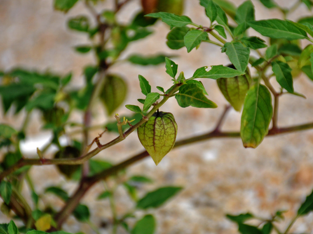 Image of Physalis minima specimen.