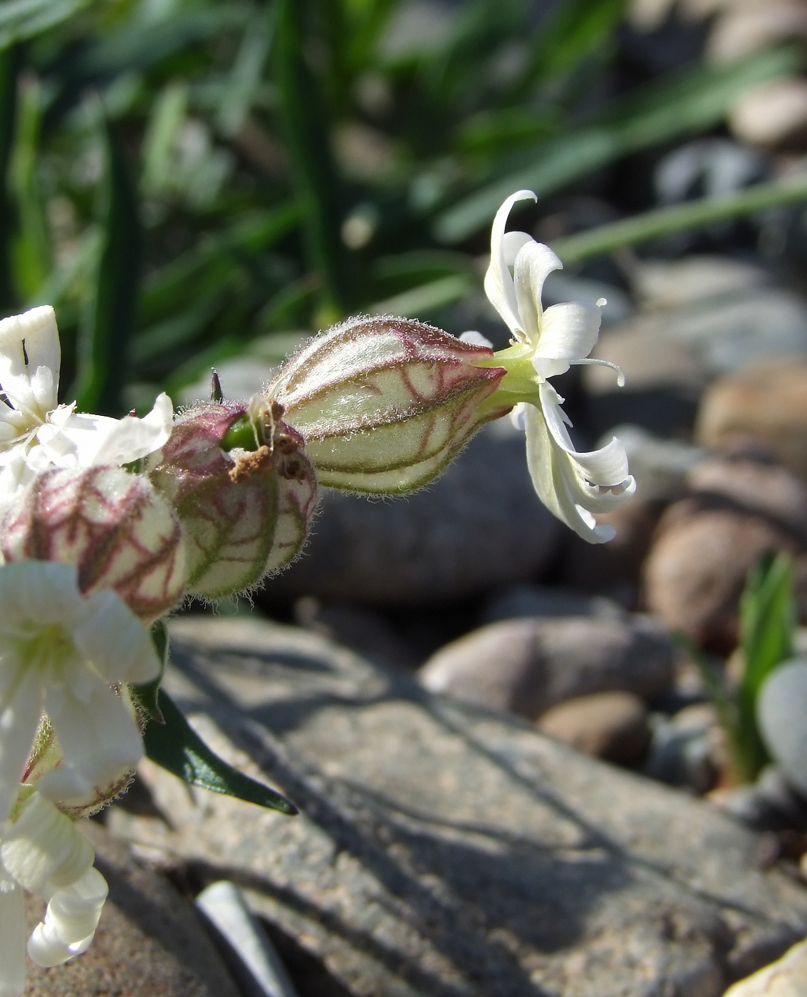 Изображение особи Silene amoena.