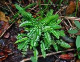 Lindsaea lucida. Вегетирующие растения. Малайзия, штат Саравак, национальный парк Бако; о-в Калимантан, влажный тропический лес. 10.05.2017.