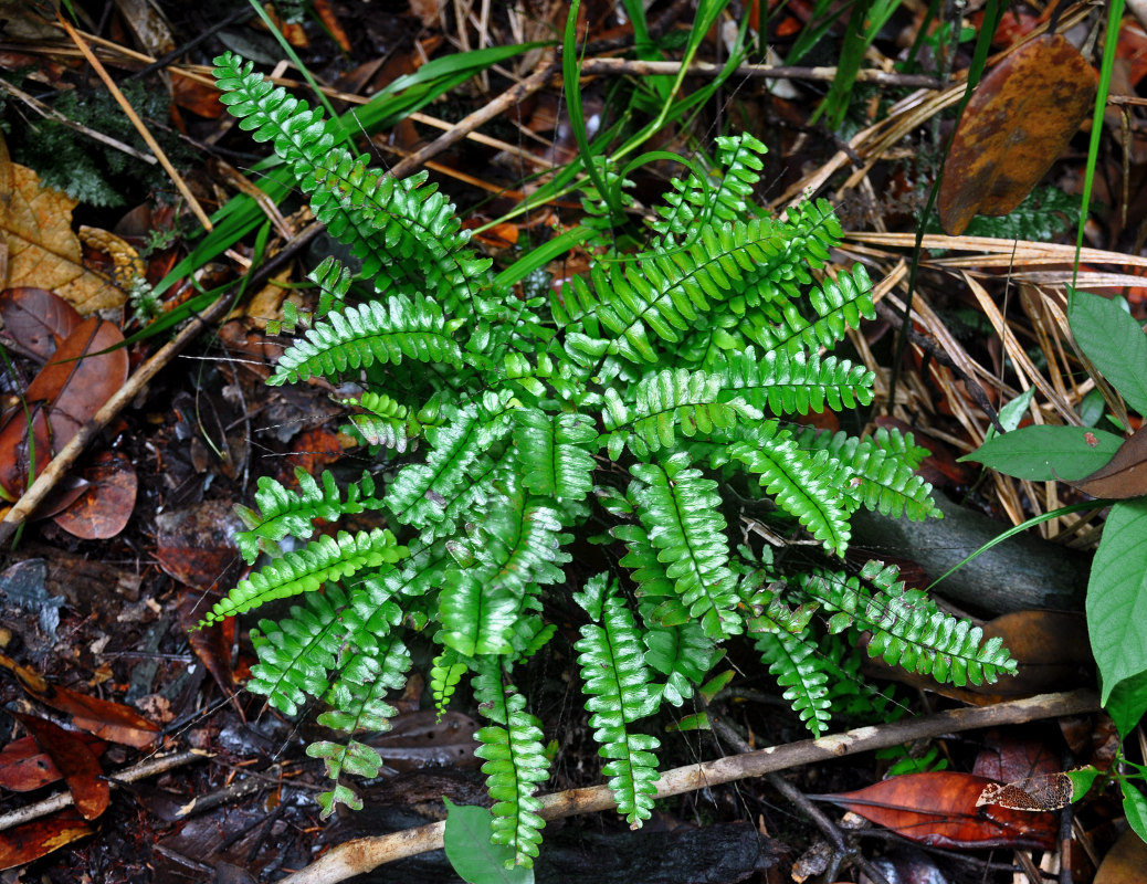 Изображение особи Lindsaea lucida.