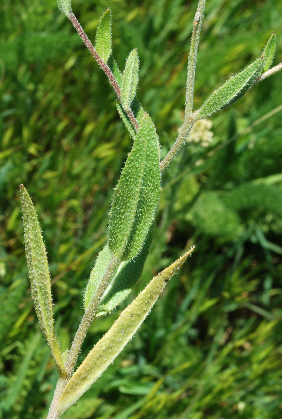 Image of Cryptospora falcata specimen.