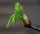 Aesculus hippocastanum