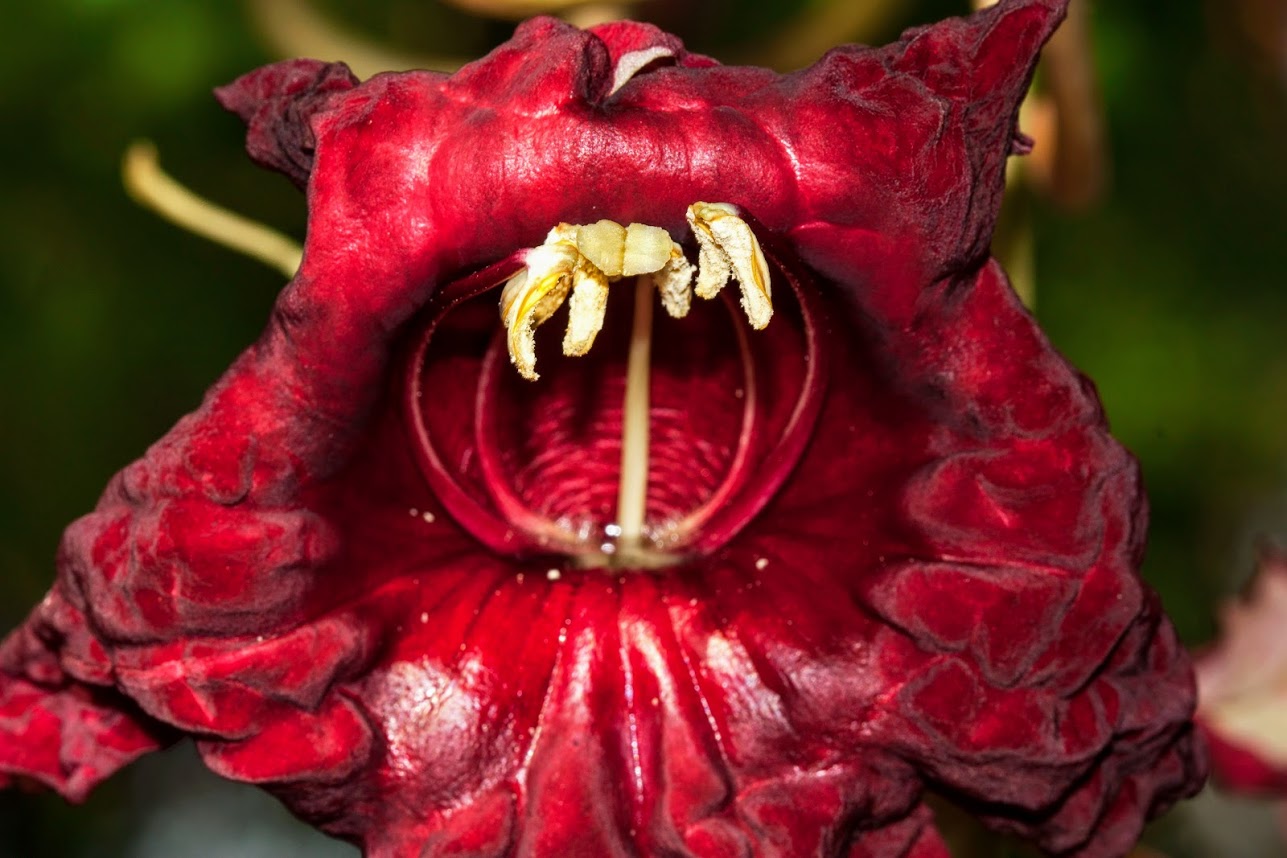 Image of Kigelia pinnata specimen.