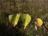 Ulmus japonica