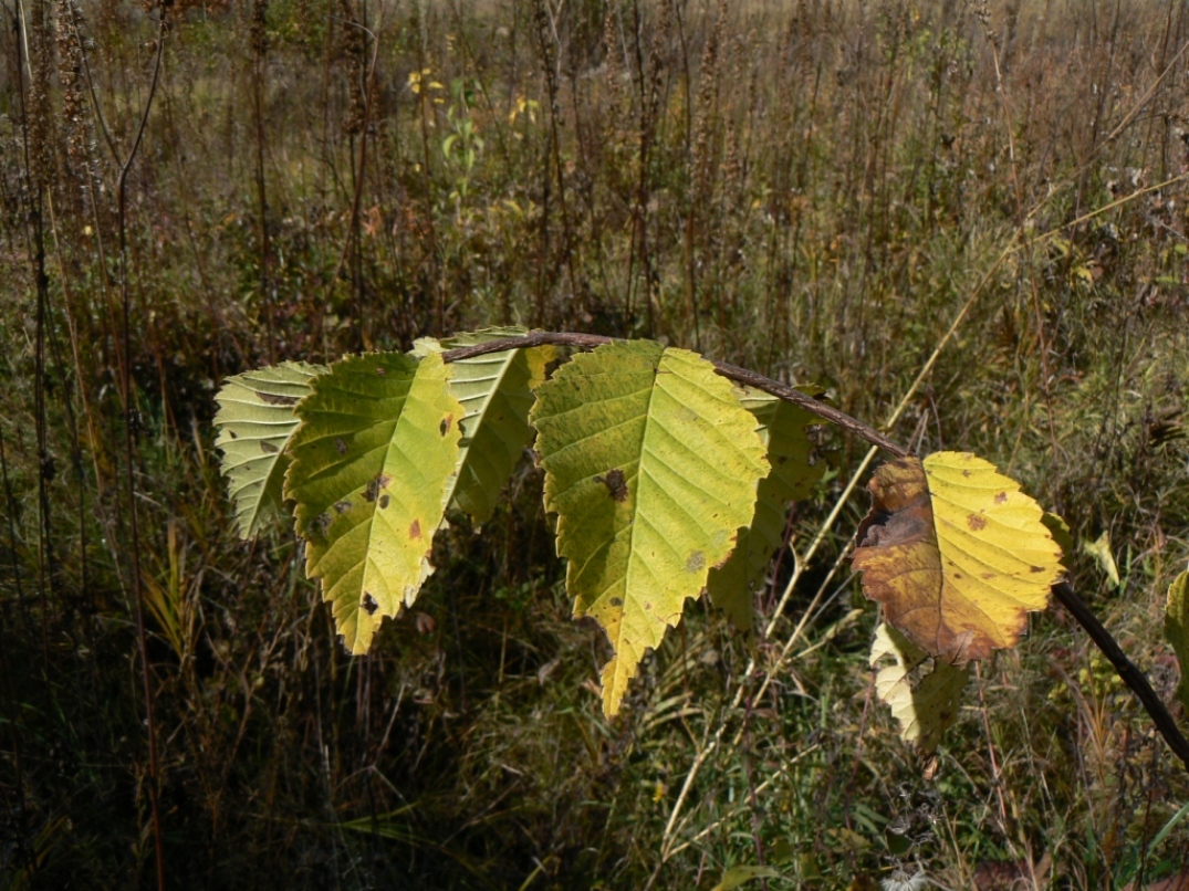 Изображение особи Ulmus japonica.