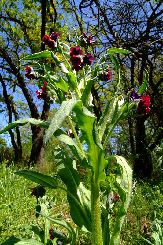 Image of Cynoglossum officinale specimen.