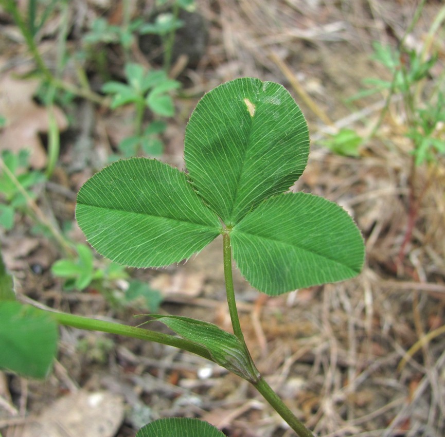 Изображение особи Trifolium tumens.