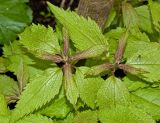 Eupatorium maculatum. Верхушки вегетирующих растений. Пермь, Свердловский р-н, в озеленении двора. 14 июня 2018 г.