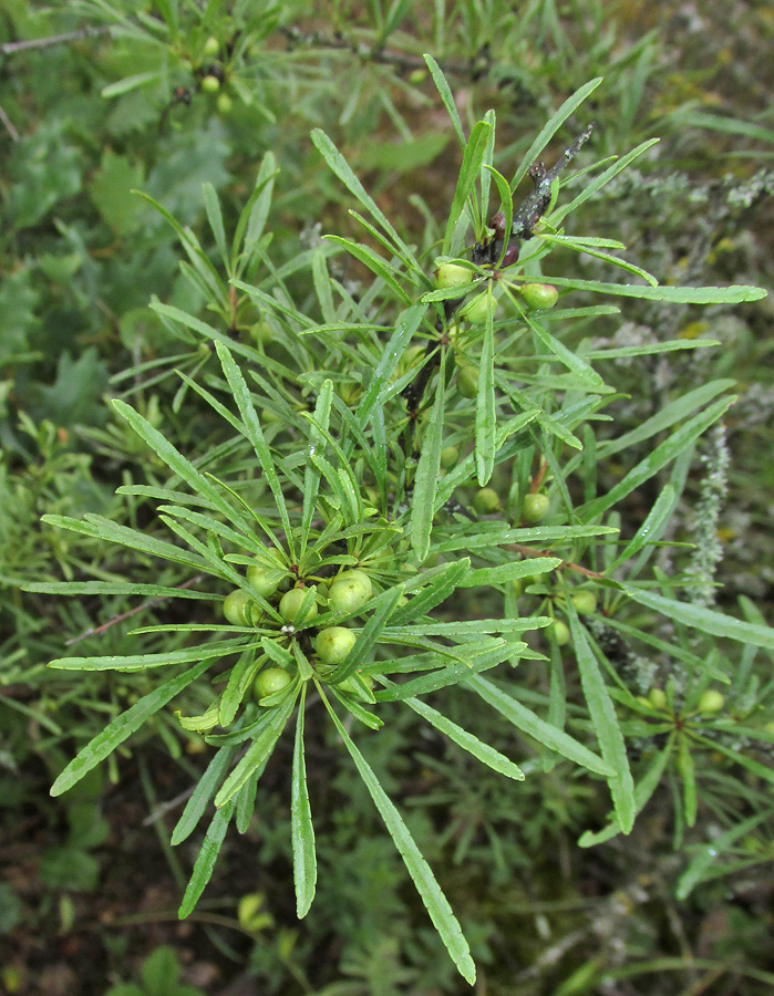 Image of Rhamnus erythroxyloides specimen.