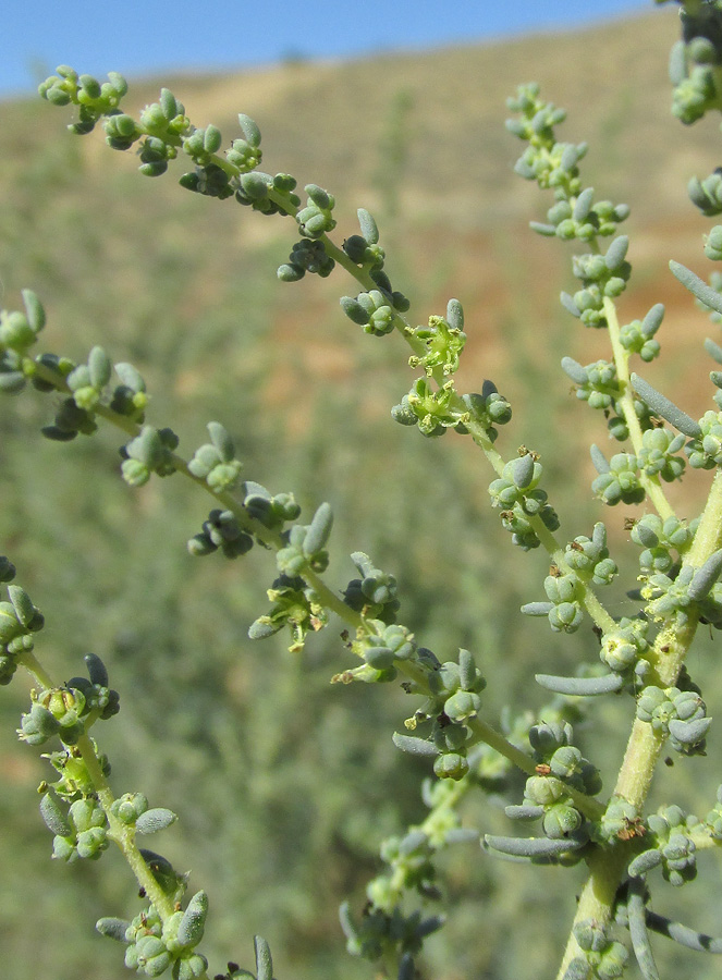 Изображение особи Suaeda microphylla.