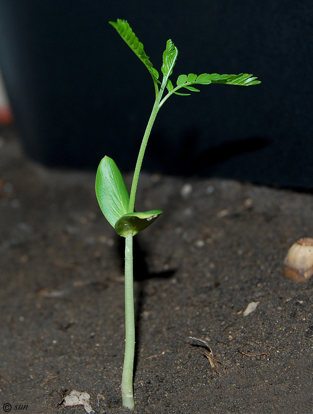 Image of genus Gleditsia specimen.