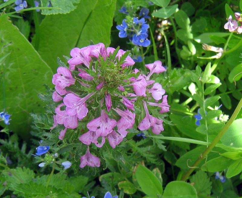 Image of Pedicularis macrochila specimen.
