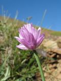 Allium schoenoprasoides. Верхушка растения с соцветием. Кыргызстан, Зап. Тянь-Шань, Таласский Алатау, южн. сторона пер. Кара-Буура, ≈ 3150 м н.у.м., край осыпи на склоне южной экспозиции. 17 июля 2018 г.