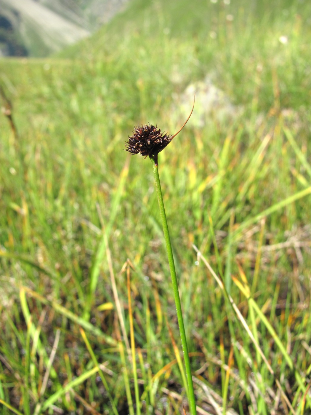 Изображение особи Juncus alpigenus.