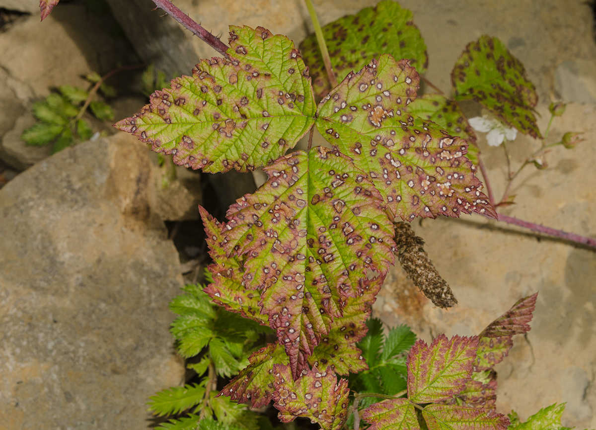 Изображение особи Rubus caesius.