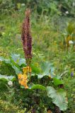 Rumex alpinus. Плодоносящее растение. Карачаево-Черкесия, Зеленчукский р-н, окр. пос. Архыз, хребет Абишира-Ахуба, левый берег р. Кяфар в р-не оз. Кяфар, ≈ 2380 м н.у.м., субальпийский луг. 31.07.2018.