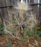 Tragopogon australis