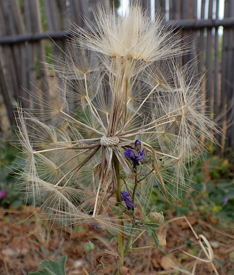 Image of Tragopogon australis specimen.